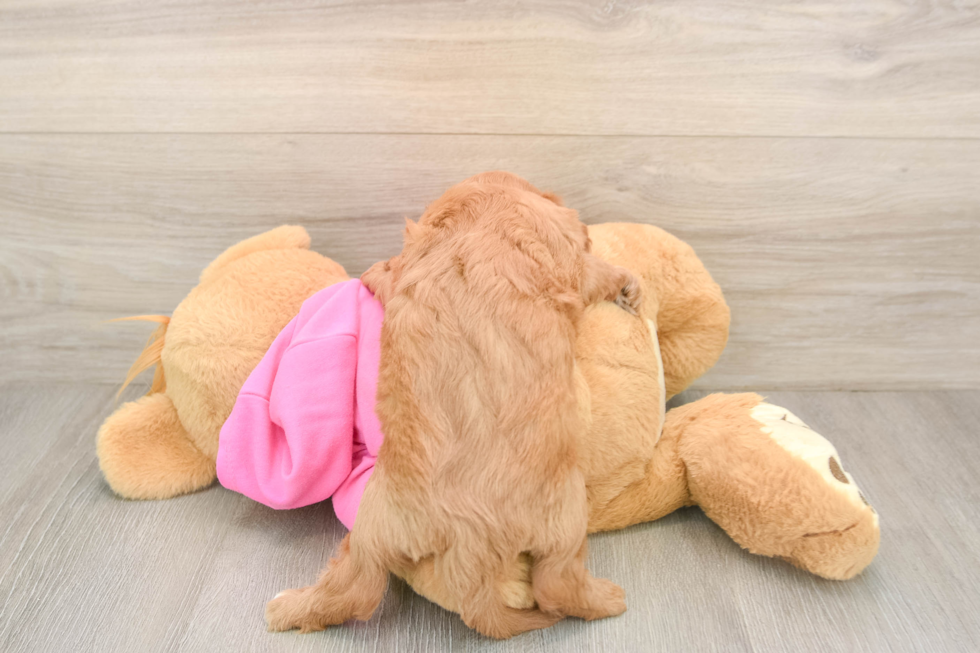 Petite Cavapoo Poodle Mix Pup