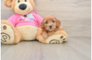 Best Cavapoo Baby