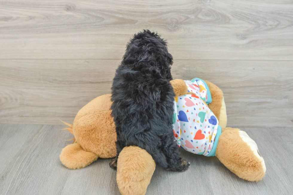 Happy Cavapoo Baby