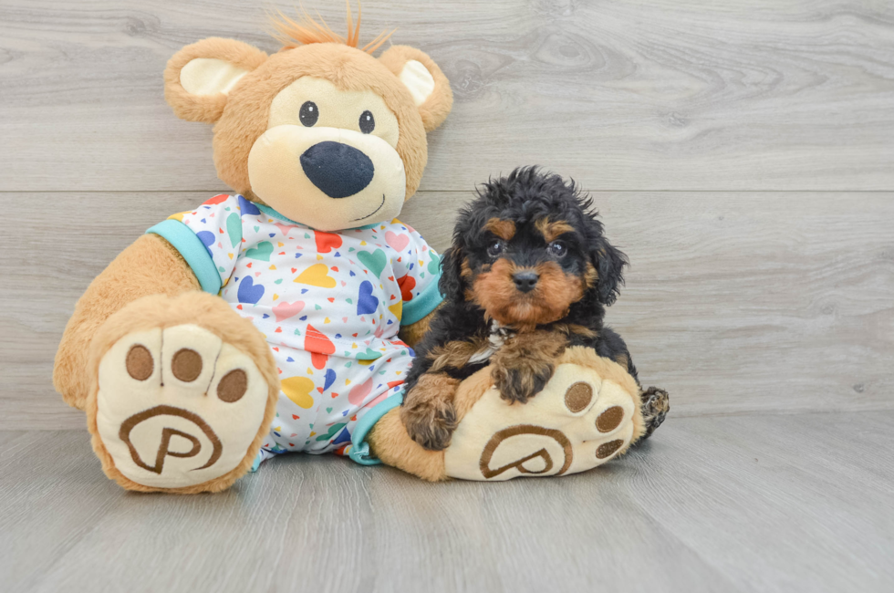 6 week old Cavapoo Puppy For Sale - Pilesgrove Pups