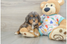 Sweet Cavapoo Baby