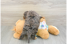 Cavapoo Pup Being Cute