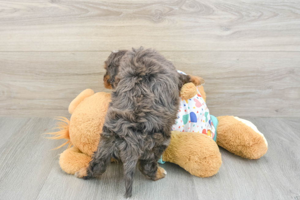 Cavapoo Pup Being Cute