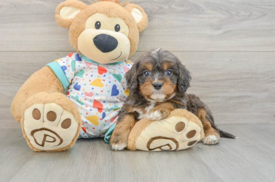Hypoallergenic Cavadoodle Poodle Mix Puppy