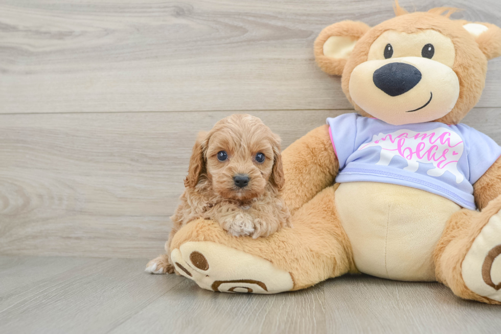 Little Cavipoo Poodle Mix Puppy