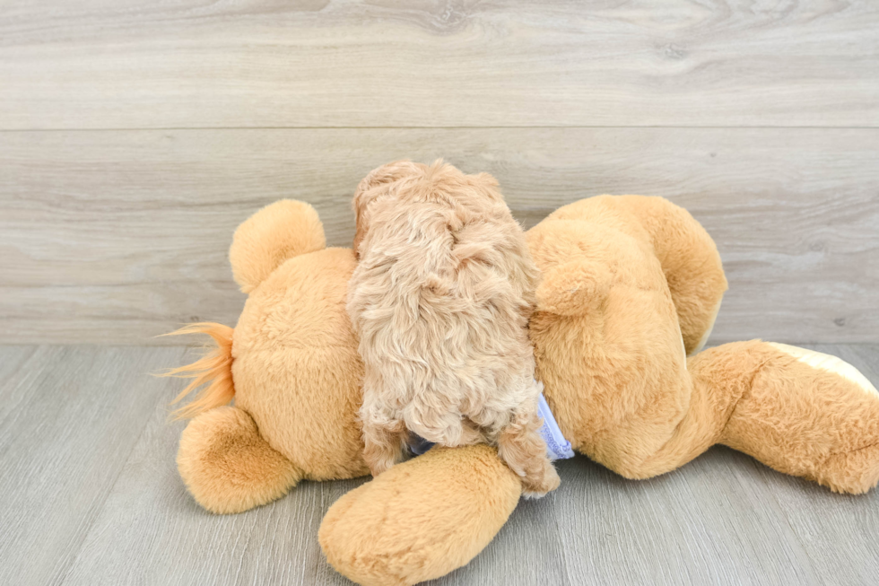 Adorable Cavalier King Charles Spaniel and Poodle Mix Poodle Mix Puppy