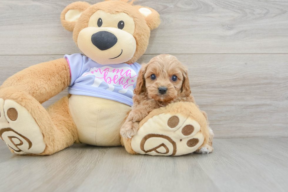 Cavapoo Puppy for Adoption