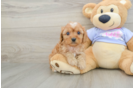 Happy Cavapoo Baby