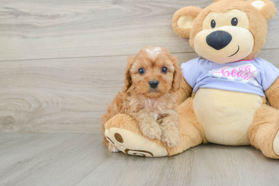 Happy Cavapoo Baby