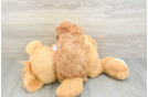 Cavapoo Puppy for Adoption