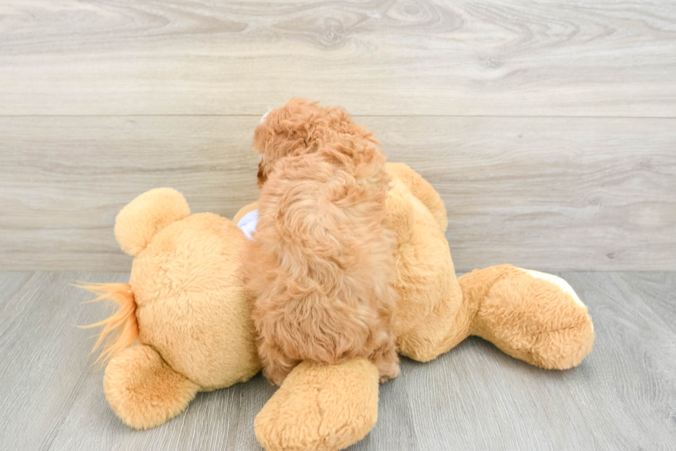 Cavapoo Puppy for Adoption