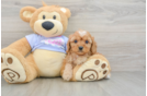 Cavapoo Pup Being Cute