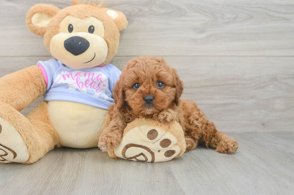 5 week old Cavapoo Puppy For Sale - Pilesgrove Pups