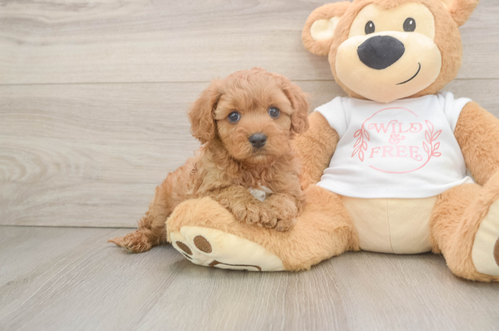 6 week old Cavapoo Puppy For Sale - Pilesgrove Pups