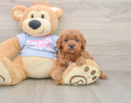 8 week old Cavapoo Puppy For Sale - Pilesgrove Pups