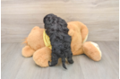 Happy Cavapoo Baby