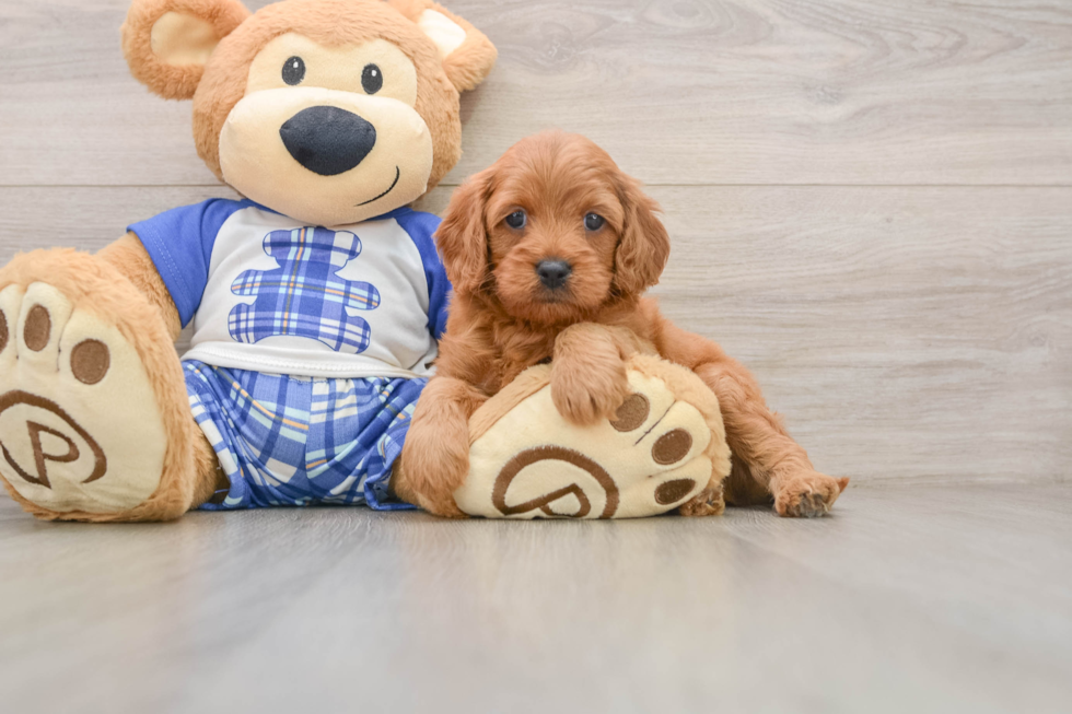 Cavapoo Pup Being Cute
