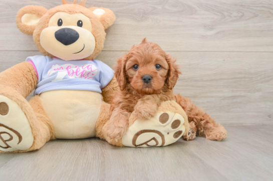 Cavapoo Puppy for Adoption