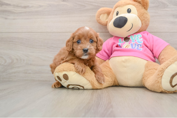 Happy Cavapoo Baby