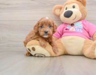 7 week old Cavapoo Puppy For Sale - Pilesgrove Pups