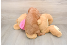 Adorable Cavalier King Charles Spaniel and Poodle Mix Poodle Mix Puppy