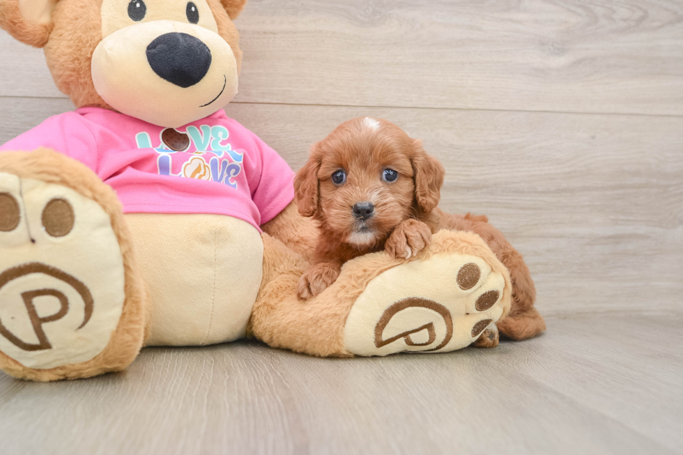Cavapoo Pup Being Cute