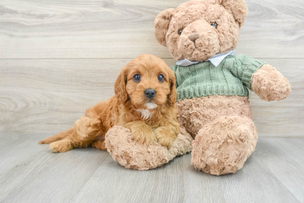 Best Cavapoo Baby