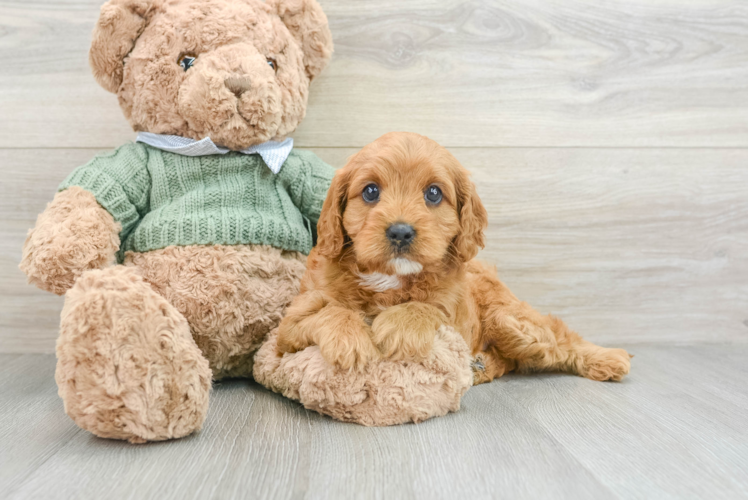 Energetic Cavoodle Poodle Mix Puppy