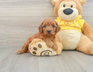 7 week old Cavapoo Puppy For Sale - Pilesgrove Pups