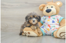Best Cavapoo Baby