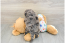 Smart Cavapoo Poodle Mix Pup