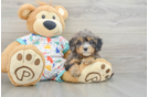 Cavapoo Puppy for Adoption