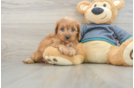 Funny Cavapoo Poodle Mix Pup
