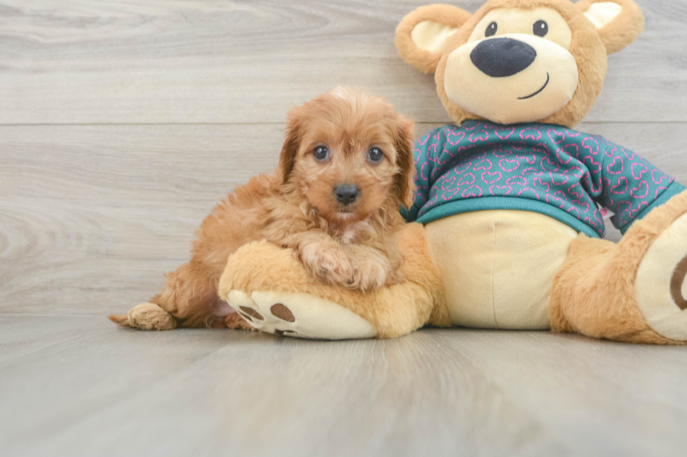 Funny Cavapoo Poodle Mix Pup