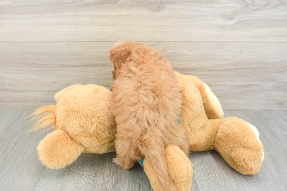 Cavapoo Pup Being Cute