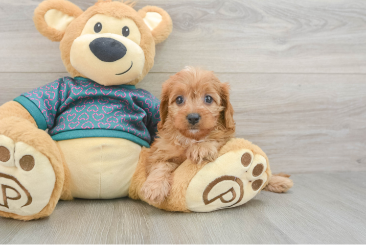 Cavapoo Pup Being Cute