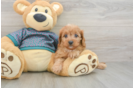Cavapoo Pup Being Cute