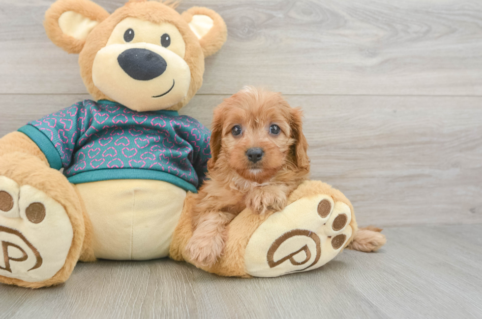 5 week old Cavapoo Puppy For Sale - Pilesgrove Pups