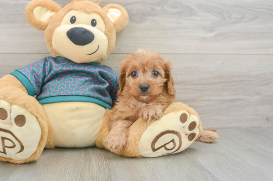 Cavapoo Pup Being Cute