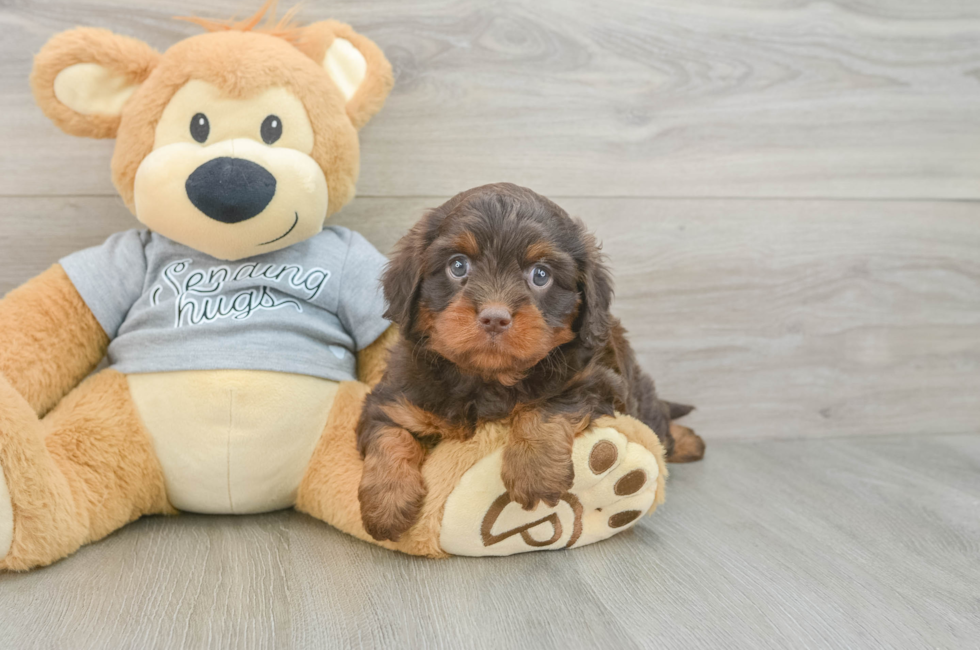 5 week old Cavapoo Puppy For Sale - Pilesgrove Pups