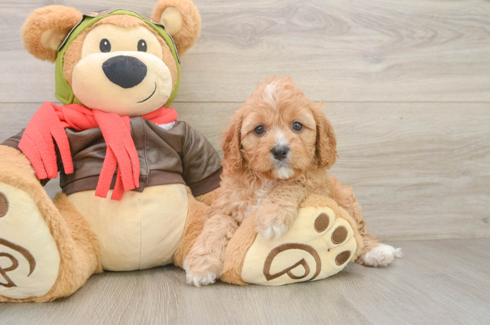 5 week old Cavapoo Puppy For Sale - Pilesgrove Pups