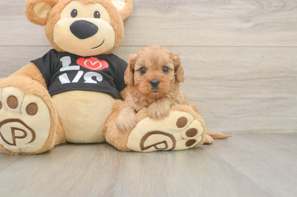5 week old Cavapoo Puppy For Sale - Pilesgrove Pups