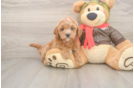 Fluffy Cavapoo Poodle Mix Pup