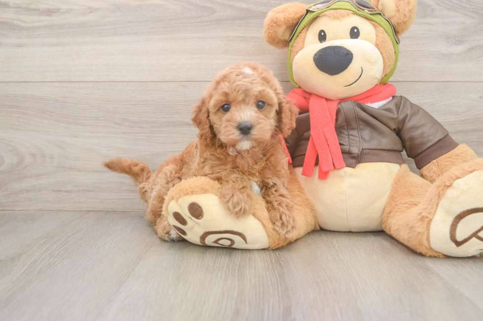 Fluffy Cavapoo Poodle Mix Pup