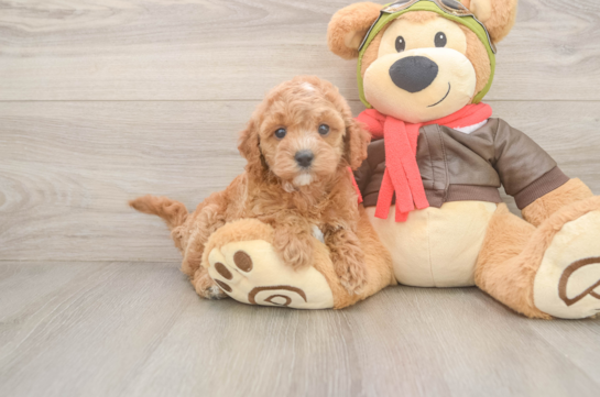 Fluffy Cavapoo Poodle Mix Pup