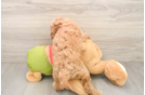 Playful Cavapoodle Poodle Mix Puppy