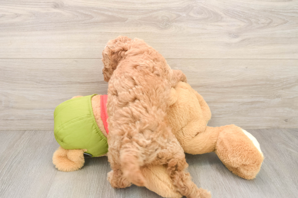 Playful Cavapoodle Poodle Mix Puppy
