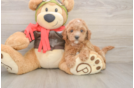Cavapoo Puppy for Adoption