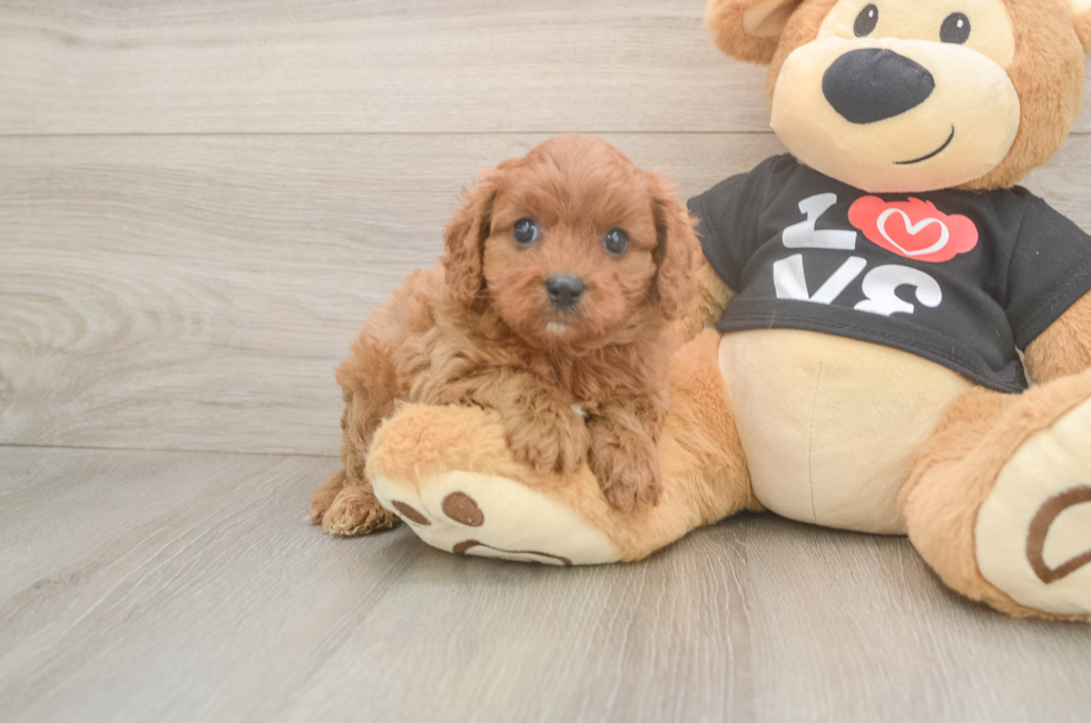 5 week old Cavapoo Puppy For Sale - Pilesgrove Pups