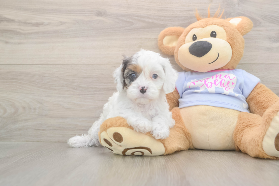 Playful Cavapoodle Poodle Mix Puppy